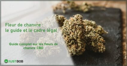 Banner éditorial sur les fleurs de chanvre CBD avec inflorescences séchées de Cannabis sativa L. industriel européen sur ardoise sombre