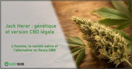 Bannière éditoriale titrée de l'article sur la variété Jack Herer, avec une fleur de chanvre CBD sativa aux trichomes clairs et le logo Justbob