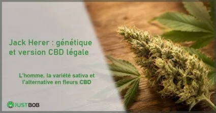 Bannière éditoriale titrée de l'article sur la variété Jack Herer, avec une fleur de chanvre CBD sativa aux trichomes clairs et le logo Justbob
