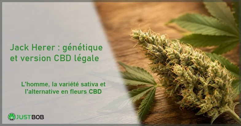 jack-herer Bannière éditoriale titrée de l'article sur la variété Jack Herer, avec une fleur de chanvre CBD sativa aux trichomes clairs et le logo Justbob