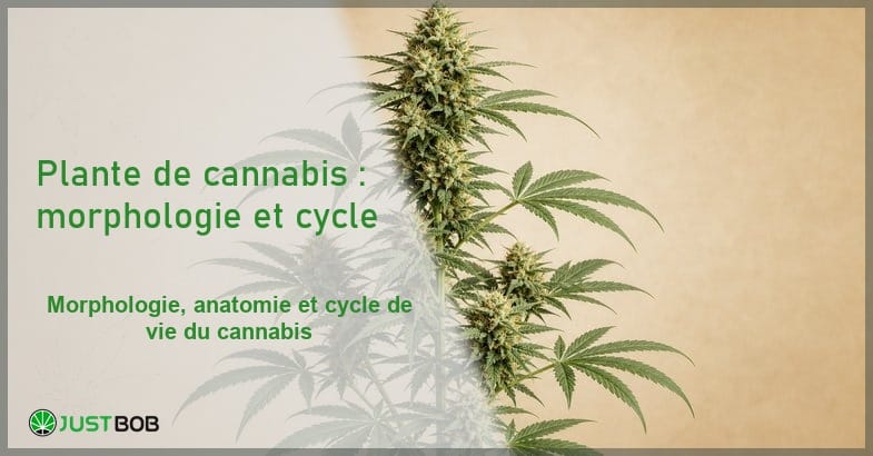 plante-cannabis-sativa-botanique Illustration éditoriale botanique d'une plante de Cannabis sativa L. avec détails morphologiques feuilles palmées et inflorescences