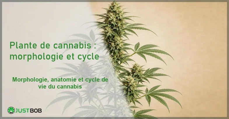 plante-cannabis-sativa-botanique Illustration éditoriale botanique d'une plante de Cannabis sativa L. avec détails morphologiques feuilles palmées et inflorescences