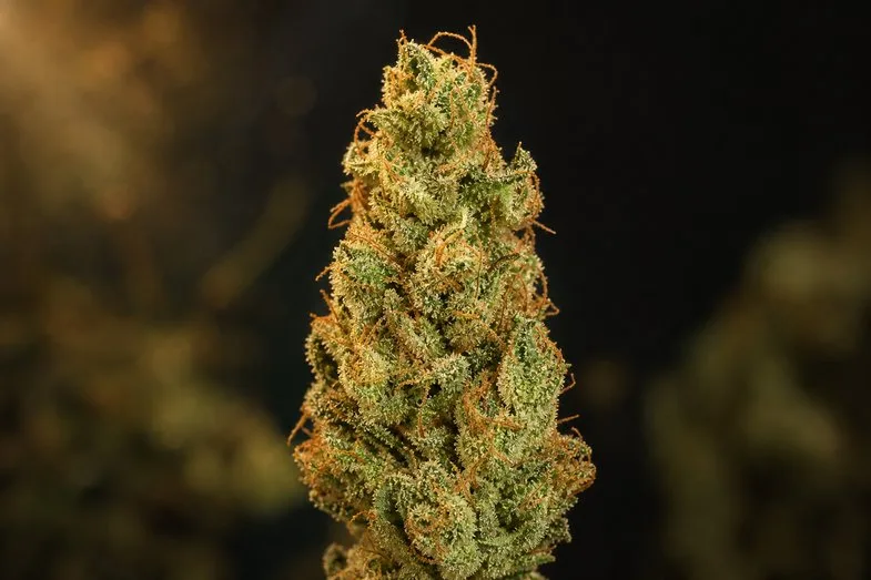 jack-herer-fleur-sativa-trichomes Sommité de chanvre CBD à dominante sativa de type Jack Herer, structure allongée et trichomes cristallins clairs sur fond sombre éditorial