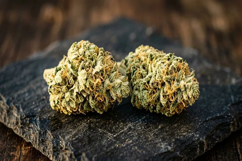 fleurs-cbd-sativa-haze-claires Fleurs de chanvre CBD aux trichomes cristallins clairs et reflets dorés sur fond sombre éditorial
