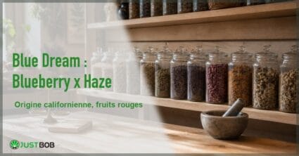 Bannière éditoriale de l'article sur la Blue Dream : rayonnage d'herboristerie avec une rangée de bocaux en verre, mortier et logo Justbob