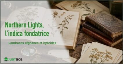 Bannière éditoriale de l'article sur la Northern Lights : herbier ancien ouvert sur des spécimens séchés, planches botaniques et logo Justbob