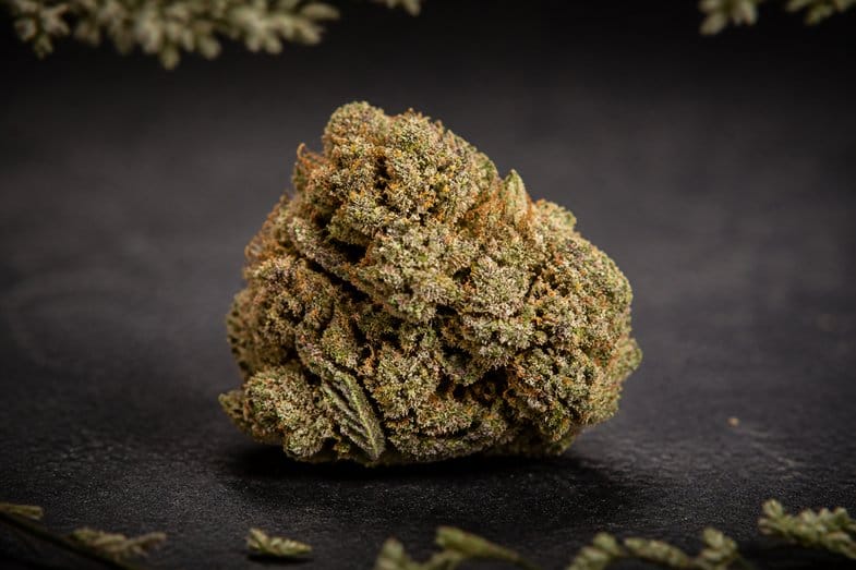 sommite-chanvre-compacte-trichomes-macro Sommité de chanvre compacte et dense posée sur une surface sombre, pistils orangés et couverture de trichomes cristallins bien visibles
