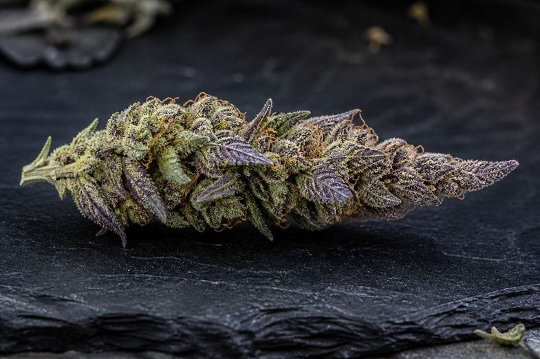 Sommité de chanvre allongée et effilée aux bractées teintées de violet, recouverte de trichomes cristallins, posée sur une ardoise sombre