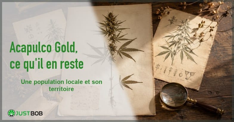 Planche d'herbier ancienne portant un plant de chanvre pressé, encadrée de deux gravures botaniques jaunies, avec une loupe en laiton sur bois patiné