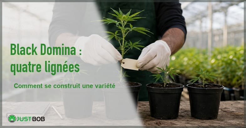 selection-vegetale-etiquetage-plants-banner Homme en tablier vert, visage hors champ, fixant de ses mains gantées une étiquette vierge à un jeune plant de chanvre parmi d'autres pots alignés