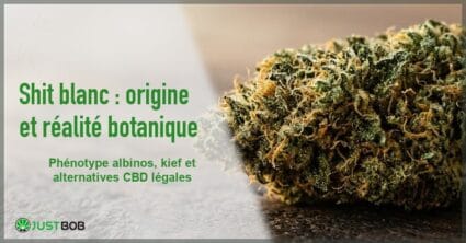 Bannière de l'article sur le shit blanc : titre vert et logo Justbob à gauche, macro de fleur de chanvre CBD ambrée