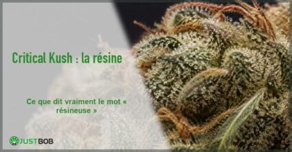 Bannière éditoriale sur la Critical Kush : macro d'une sommité de chanvre séchée couverte de trichomes cristallins sur fond sombre