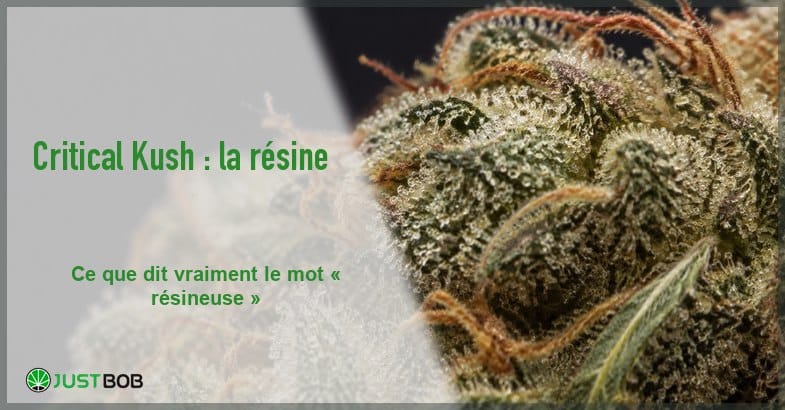 Bannière éditoriale sur la Critical Kush : macro d'une sommité de chanvre séchée couverte de trichomes cristallins sur fond sombre