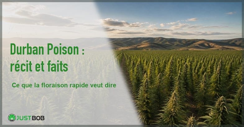 champ-chanvre-plein-champ-fin-journee-banner Champ de chanvre à perte de vue, rangées de plantes vertes de part et d'autre d'une allée, horizon de collines sous un ciel nuageux