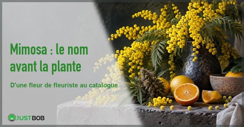 Branches de mimosa en fleurs dans un vase sombre, oranges coupées et sommité de chanvre séchée posées sur un bloc de pierre