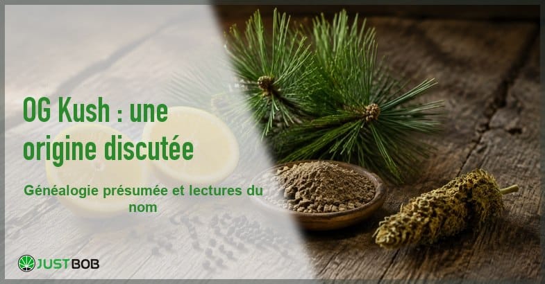 og-kush-origine-genealogie-banner Bannière éditoriale de l'article sur l'OG Kush : citron coupé, branche de pin, grains de poivre et sommité de chanvre séchée sur un plan en bois