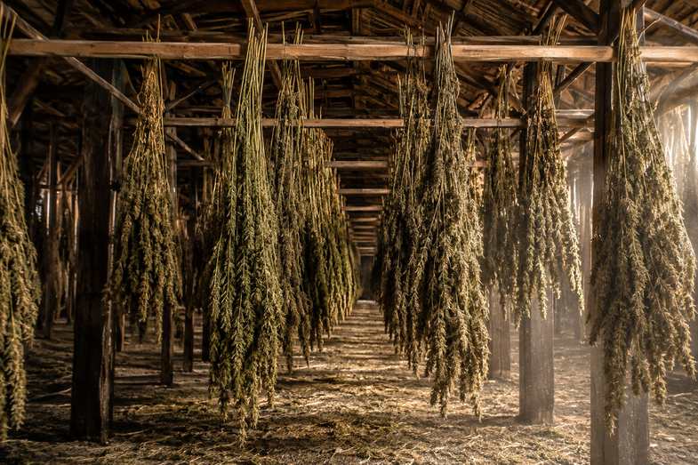 Grange de séchage du chanvre, tiges suspendues Grange de séchage : tiges de chanvre récoltées suspendues tête en bas à des perches de bois, alignées sous une charpente ancienne