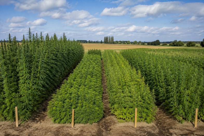 Parcelle expérimentale de chanvre en bandes Parcelle de chanvre en plein champ divisée en bandes voisines de hauteurs et de verts différents, avec des piquets de bois en bout de rang